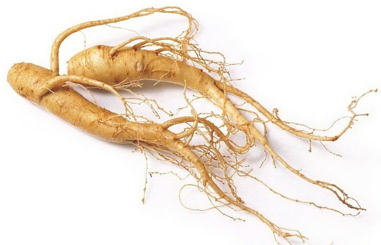 Panax Ginseng